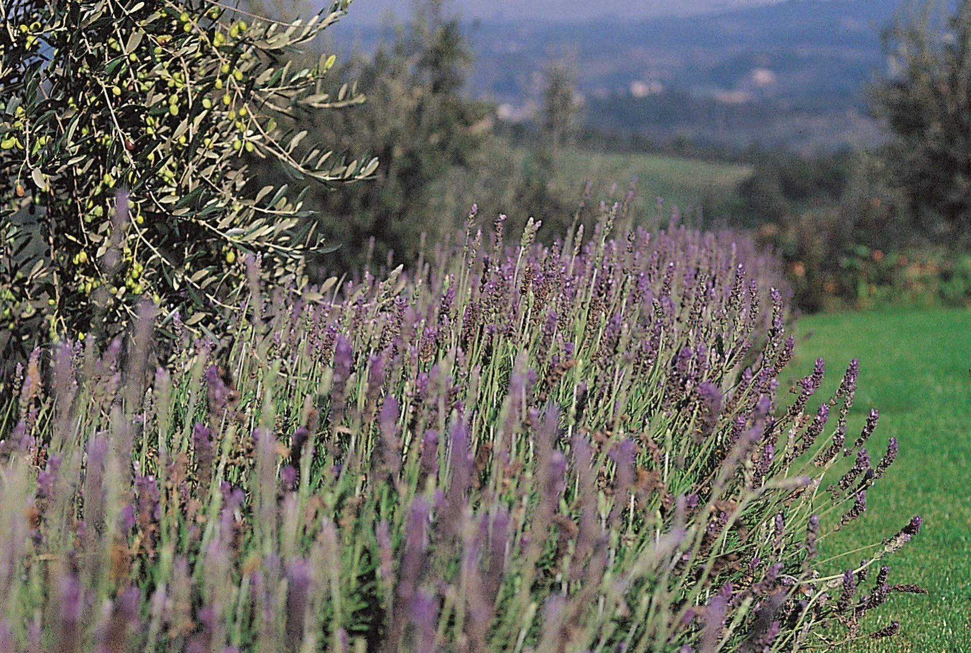 פוג'יבונסי Podere Il Pino מראה חיצוני תמונה